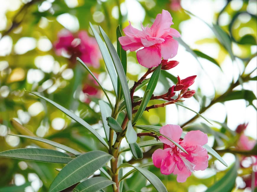 Oleander