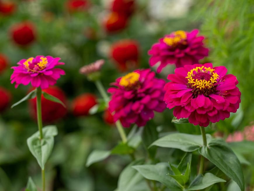 Zinnien