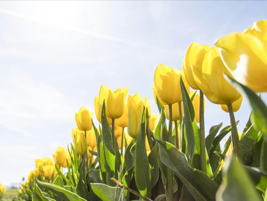 Wetterprognose Frühling Tulpen auf einem Feld im Frühling