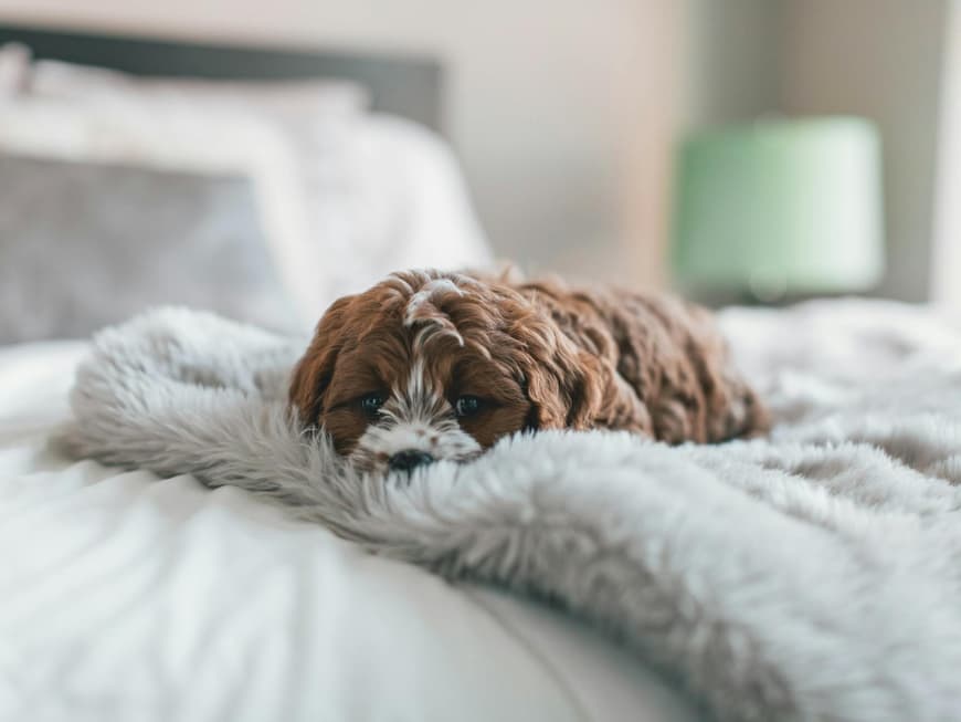 Für viele ist der Hund im Bett Tabu, während andere ihm nicht widerstehen können. Kleiner brauner Hund liegt im Bett auf einer Decke.