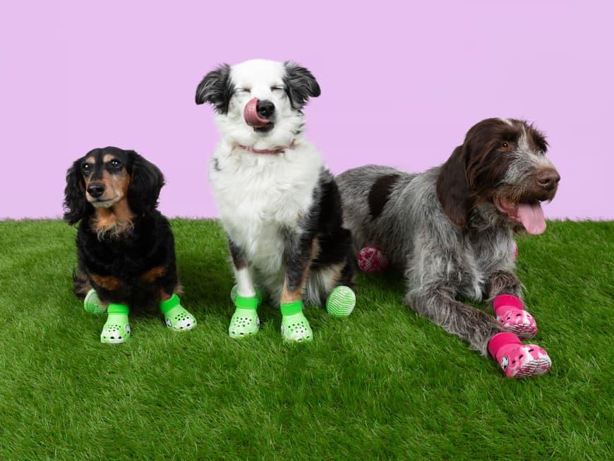 Crocs gibt es jetzt auch für Hunde. Hunde mit Crocs an den Pfoten