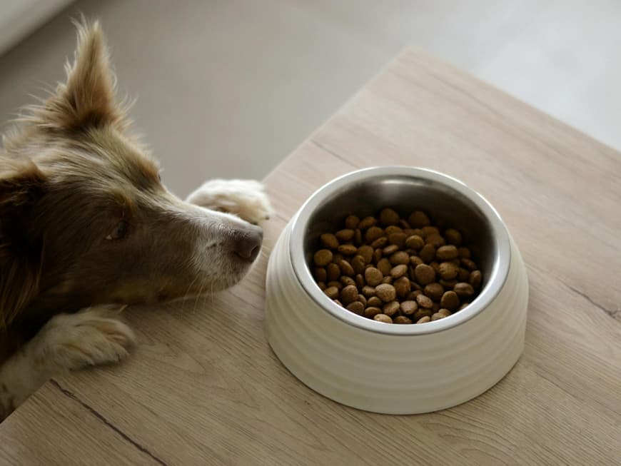 Hund springt am Tisch hoch und guckt in einen Futternapf mit Trockenfutter.