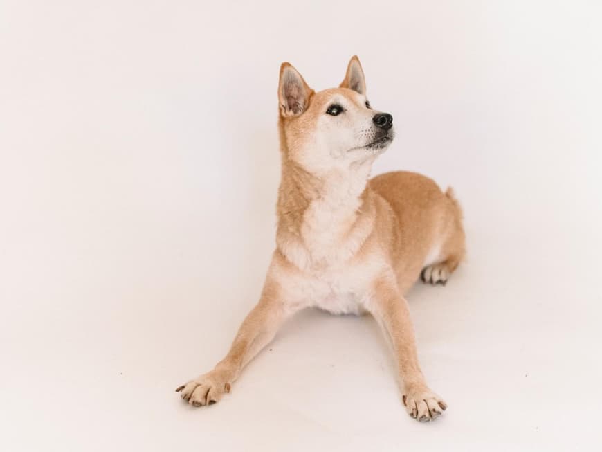 Eigenständige Hunderassen sind zum Beispiel der Akita. Akita liegt auf dem Boden mit ausgestreckten Pfoten.