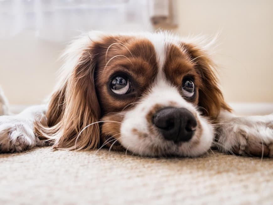 Hunderassen für Anfänger sind zum Beispiel der Cocker Spaniel, Mops oder Labradoodle. Cocker Spaniel liegt auf dem Boden.