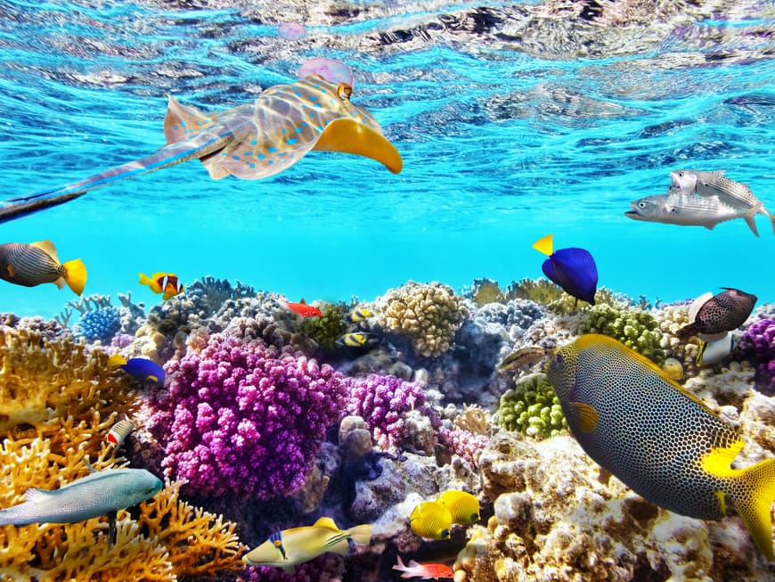 Korallenriff vor Sharm El-Sheikh