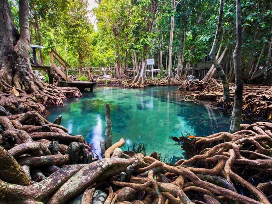Krabi ist für seine atemberaubende Natur bekannt. Ein Mangrovenwald mit einem See in Krabi.