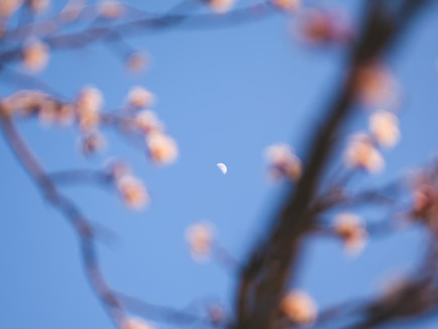 Der Mond scheint durch Frühlingszweige