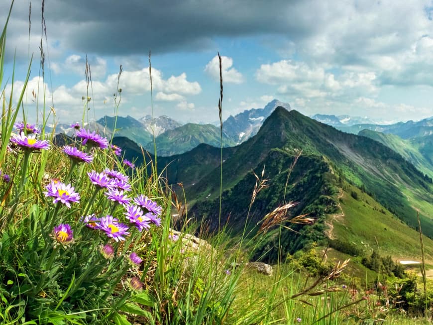 Ein Blick auf das Gebirge im Allgäu mit Blumen im Vordergrund.