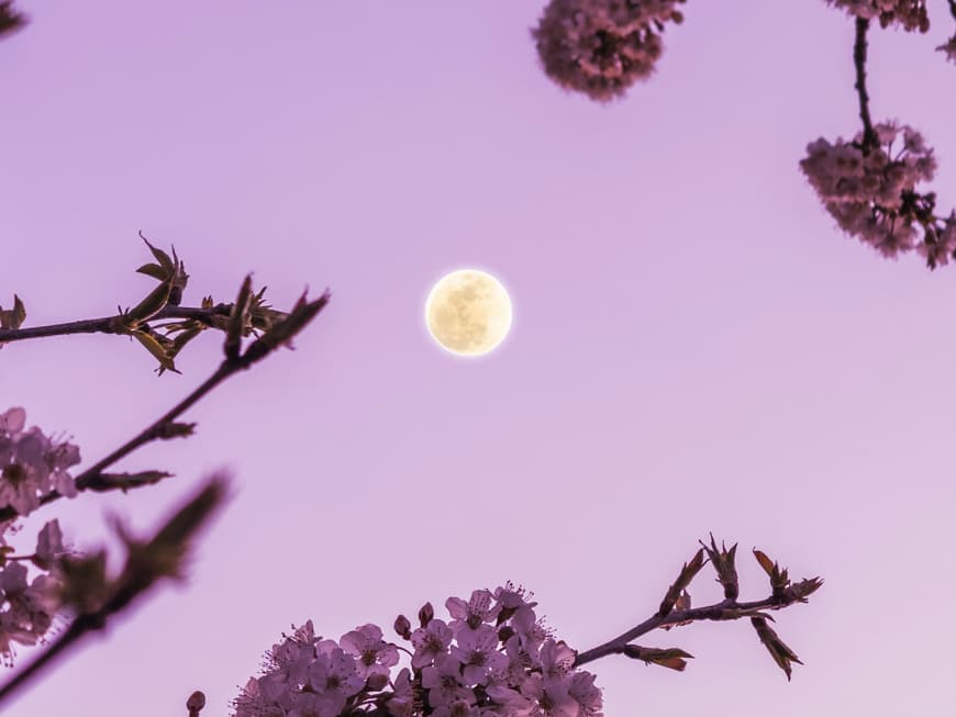 Vollmond vor rosa Himmel