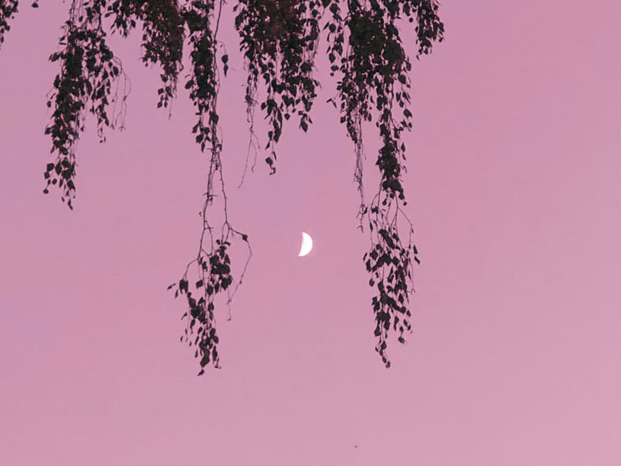 Mond an rosa Himmel
