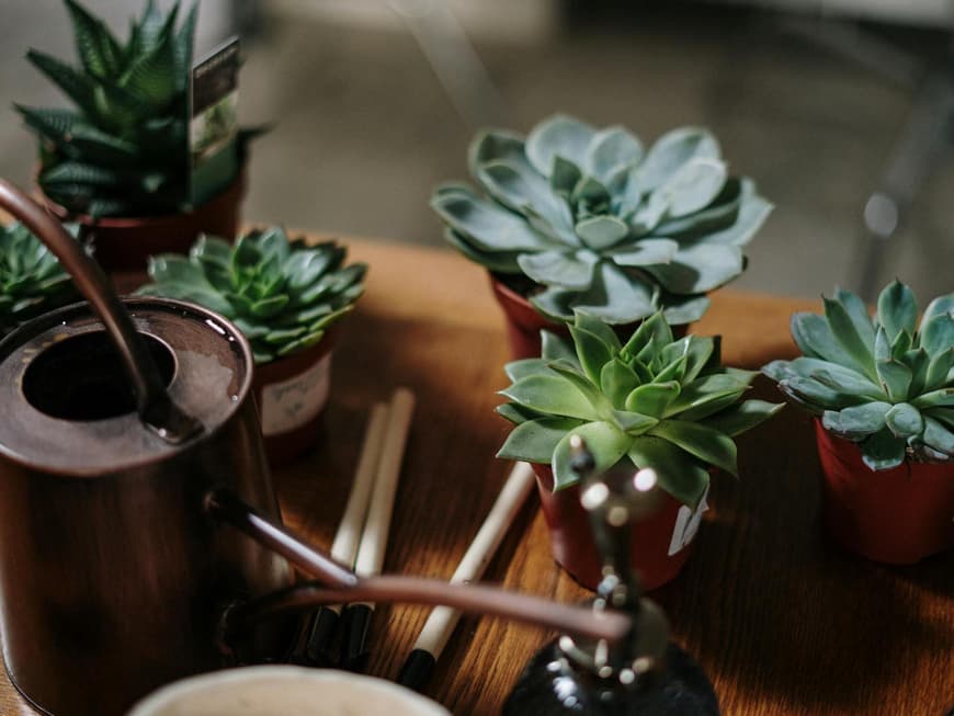 Kleine Echeveria Pflanzen auf einem Holztisch mit einer Gießkanne.
