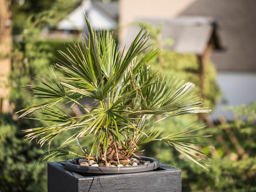Eine Palme in einem Pflanzentopf in der Sonne.