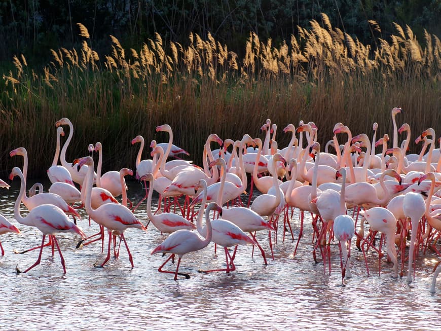 Rosa Flamingos in Südfrankreich