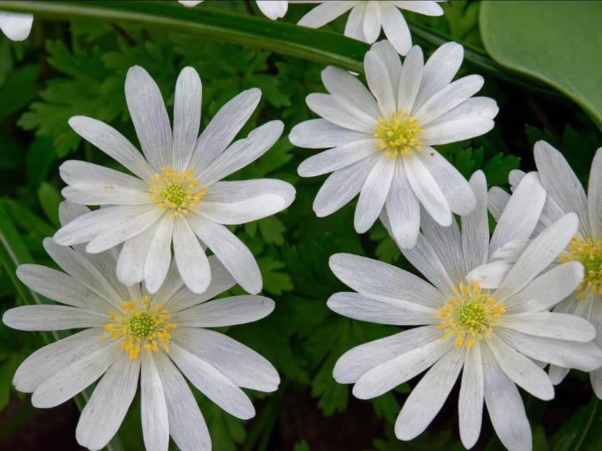 Blumen im Garten