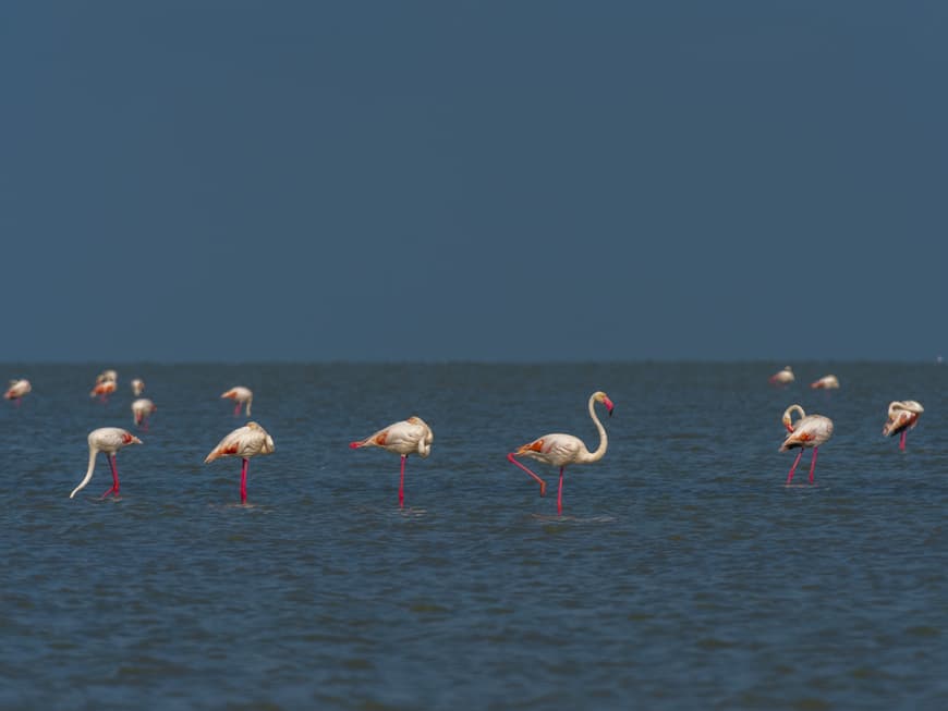 Flamingos in der Camargue in Südfrankreich.
