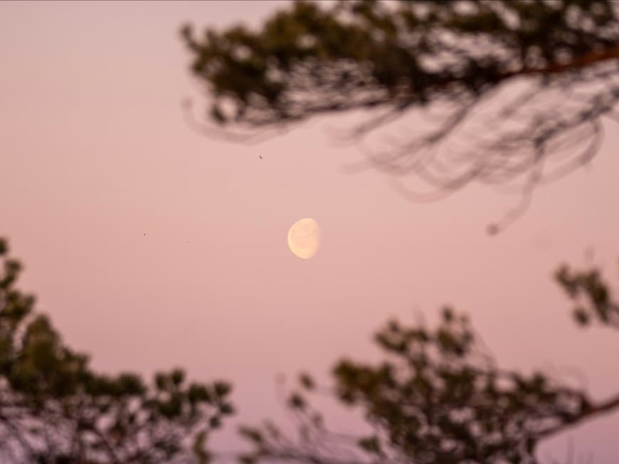 Für 3 Sternezichen wird das Leben ab jetzt spürbar leichter! Mond hinter Ästen