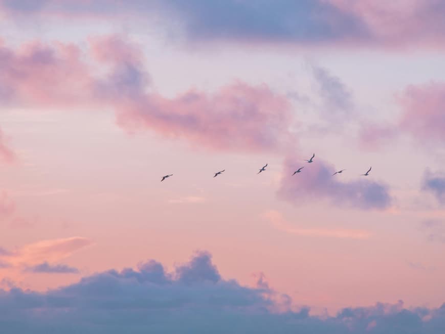 Worauf sich dein Sternzeichen noch bis Ende dieser Woche gefasst machen kann, erfährst du hier. Abendhimmel mit Vögeln