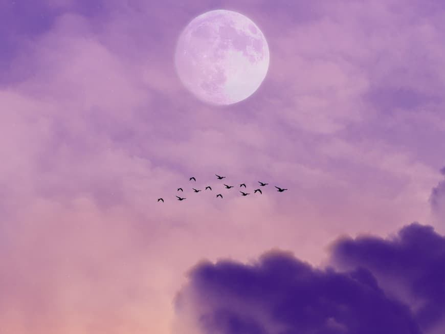 Was auf dein Sternzeichen in der ersten September-Woche alles zukommt, liest du hier. Vollmond mit lila Wolken und Vogelschwarm