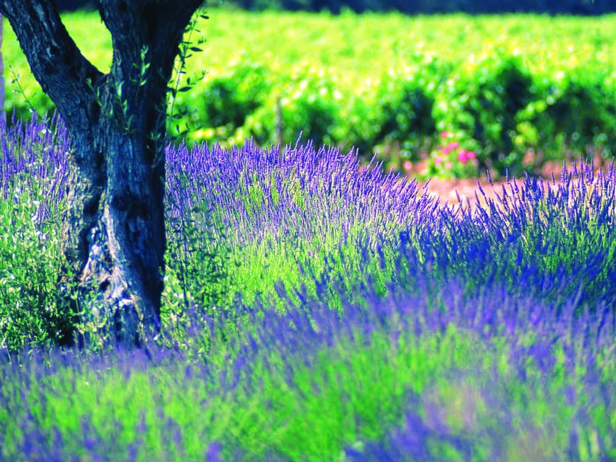 Ein Trip in die Provence oder ins Valtènesi lohnt sich nicht nur wegen der einzigartigen Natur