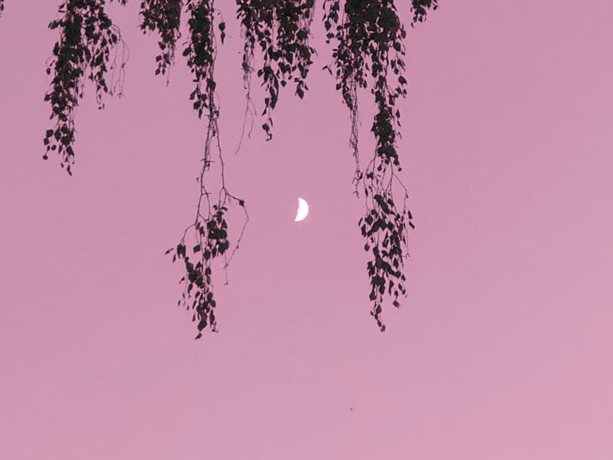 Rosa Himmel mit Mond