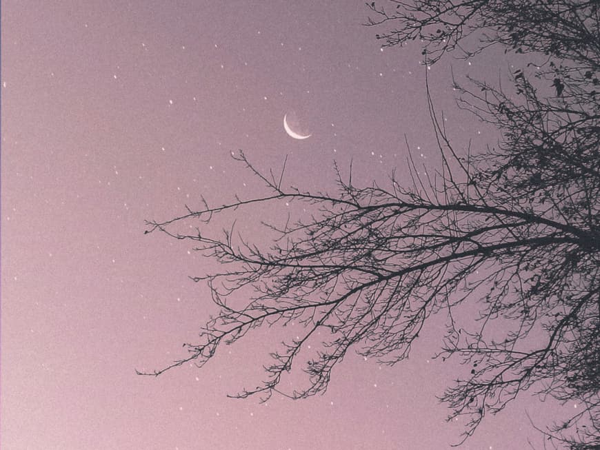 3 Sternzeichen lassen im August schwere Zeiten hinter sich und starten neu durch. Rosa Sternenhimmel mit Ästen und Neumond