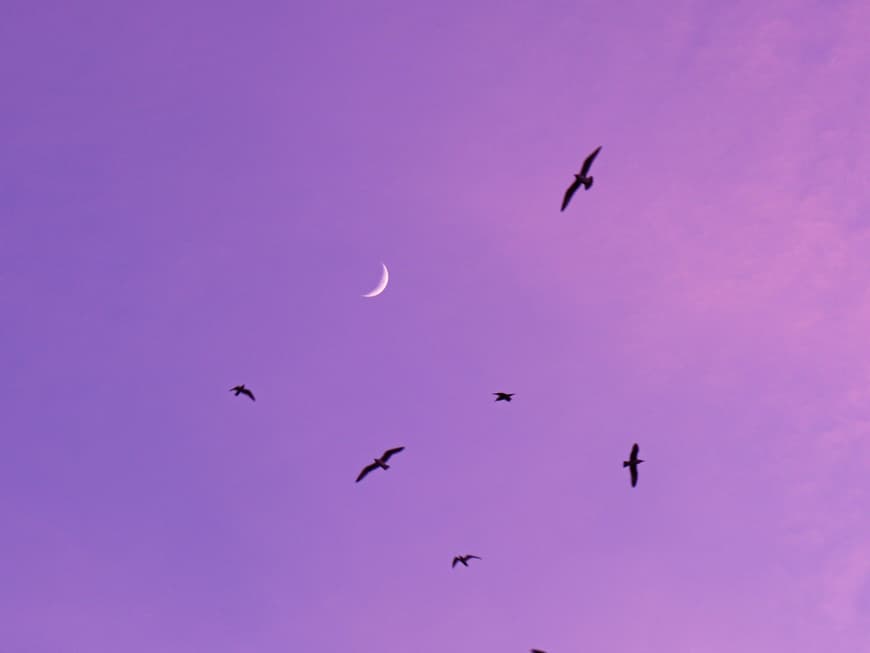 Neumond an lila Abendhimmel