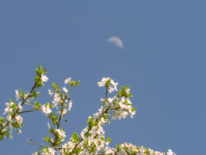 Blüten am Ast vor dem Himmel mit Mond