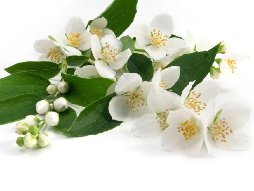 Jasmin Pflanze