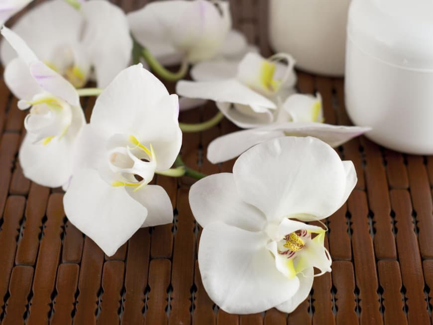 orchidee.jpg