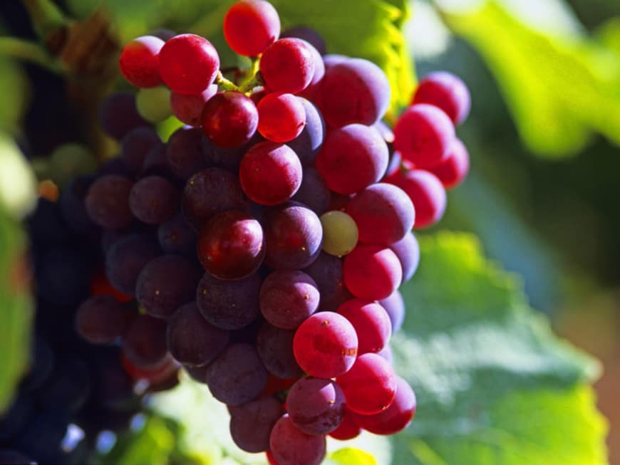 Vino-Kosmetik Vino-Kosmetik