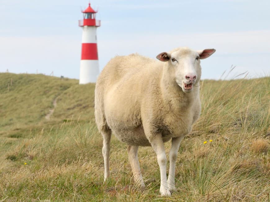Föhr Schaf 