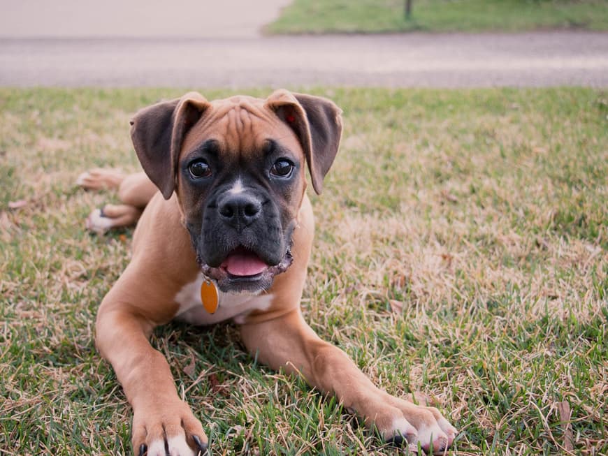 Boxer Welpe