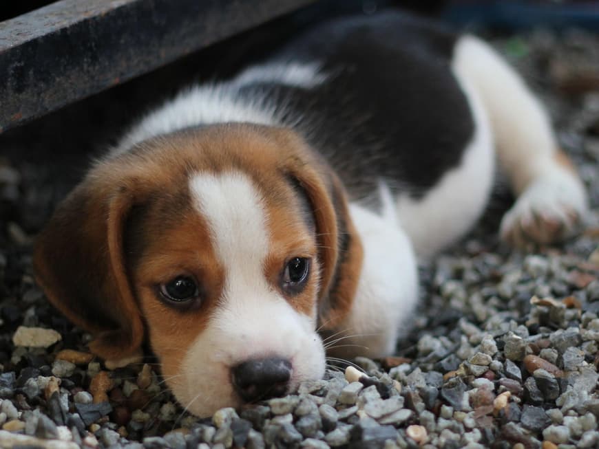 Beagle