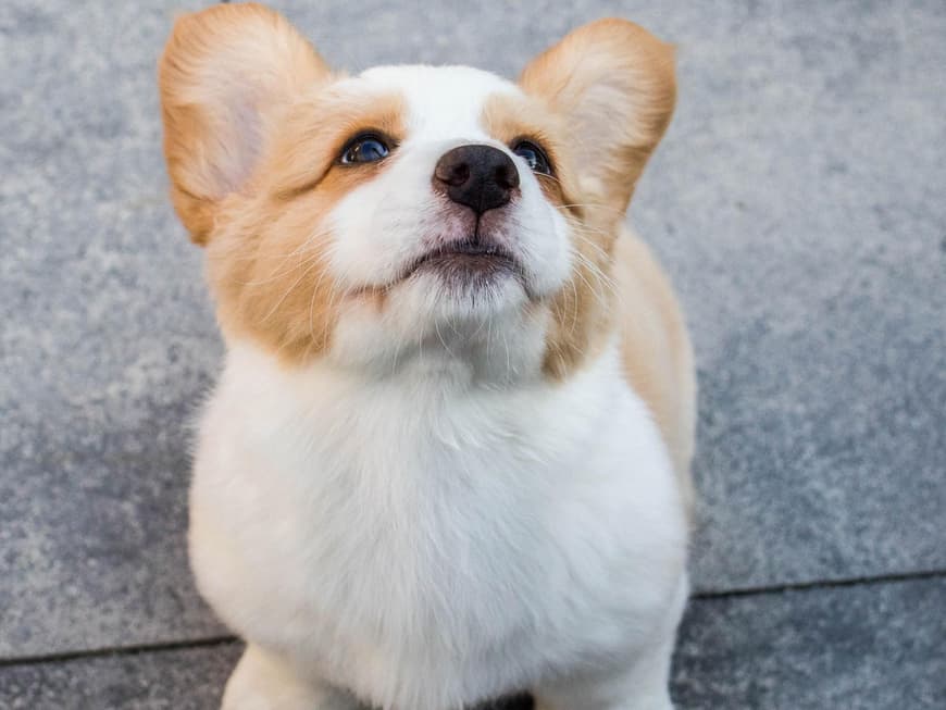 Corgi
