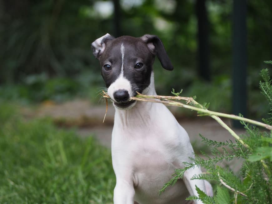 Greyhound Hunderasse