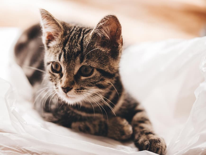 Katzenbaby