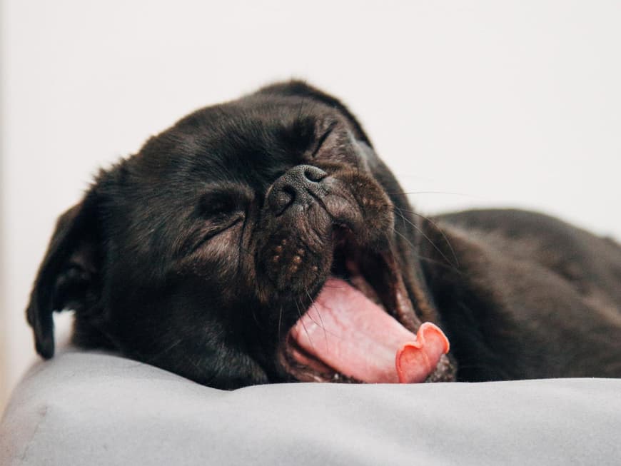 Mops