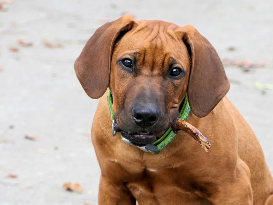 Ridgeback