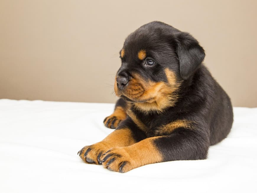 Rottweiler