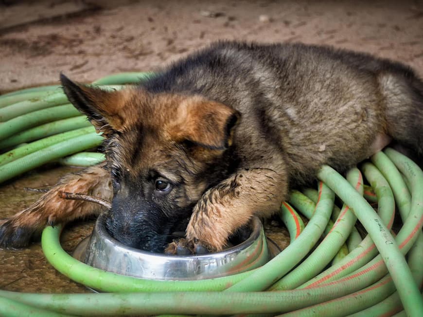 Schäferhund
