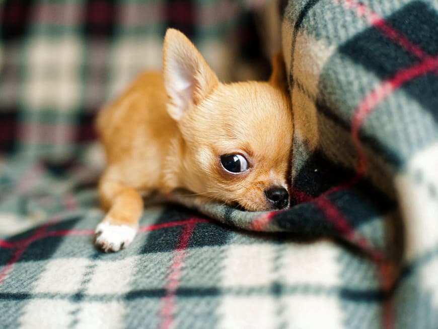 chihuahua