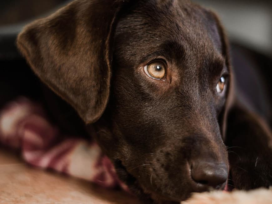 Labrador