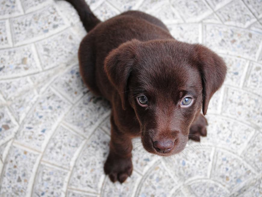 Labrador