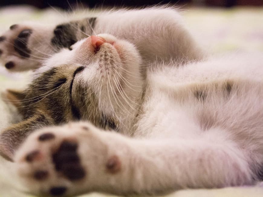 Katze schnurrt