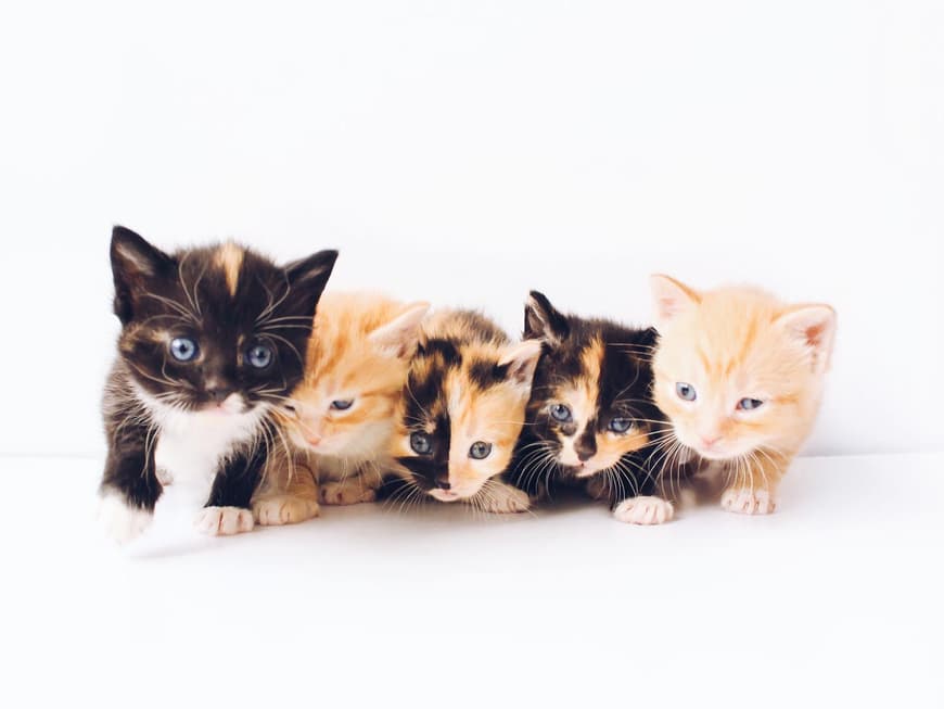 Katzenbabys