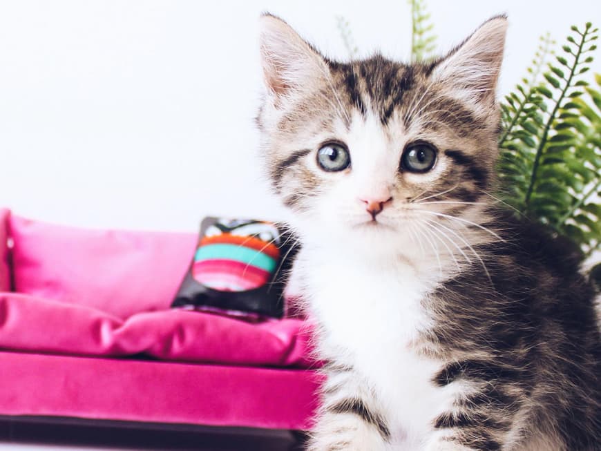 Katzenbabys2