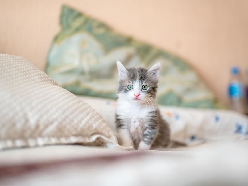 Katzenbabys3