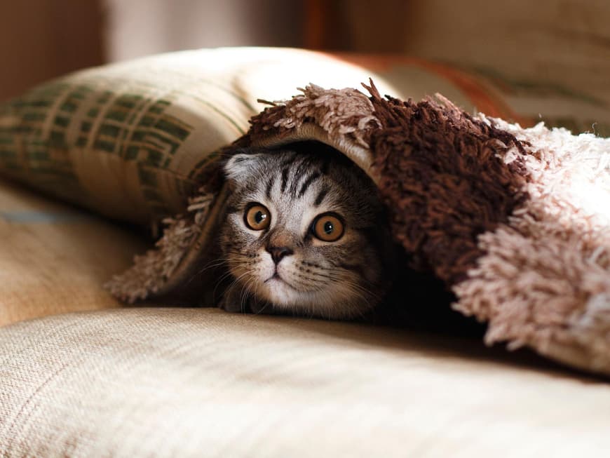 Katzenbabys4