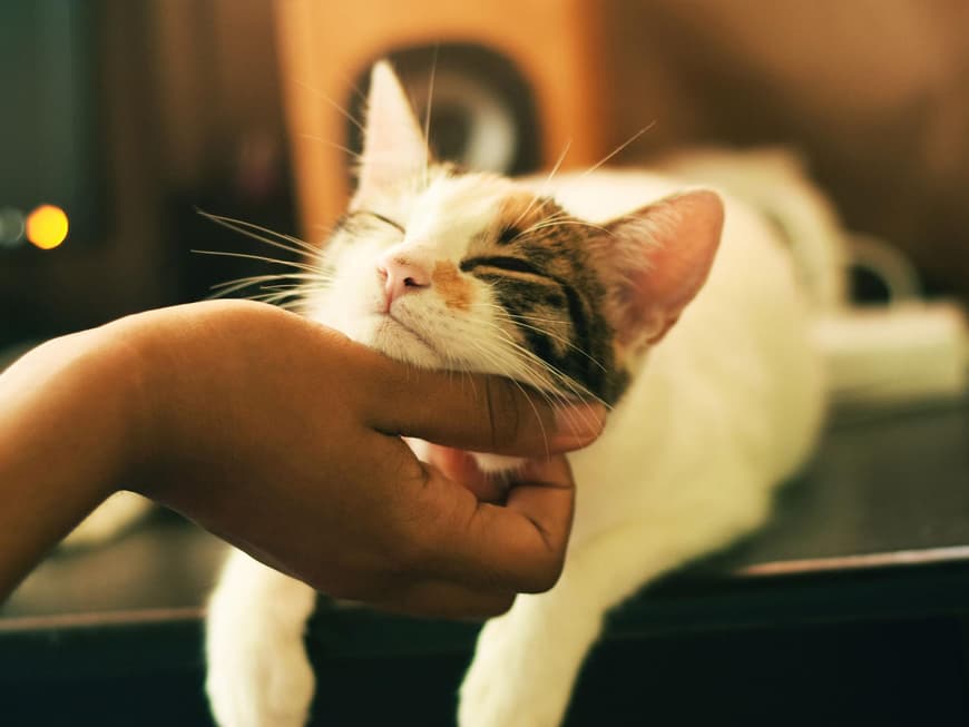 Glückliche Katze
