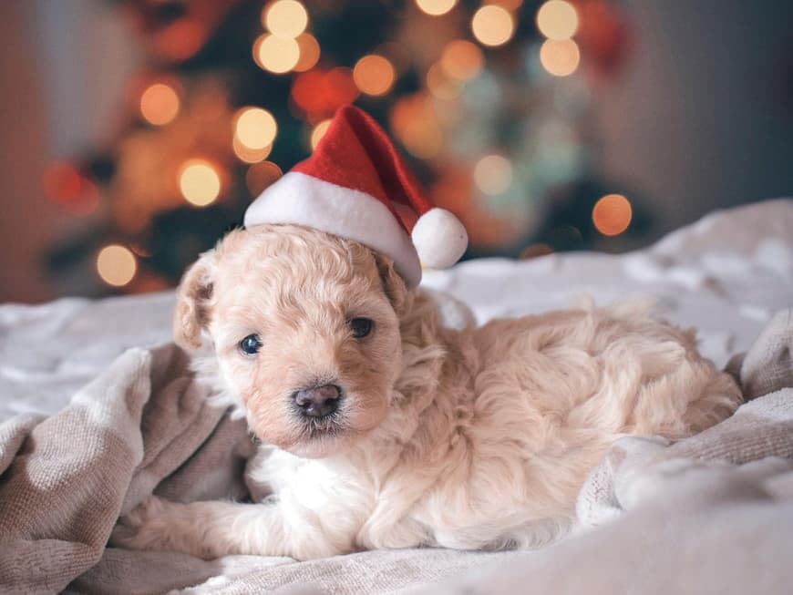 Hund an Weihnachten